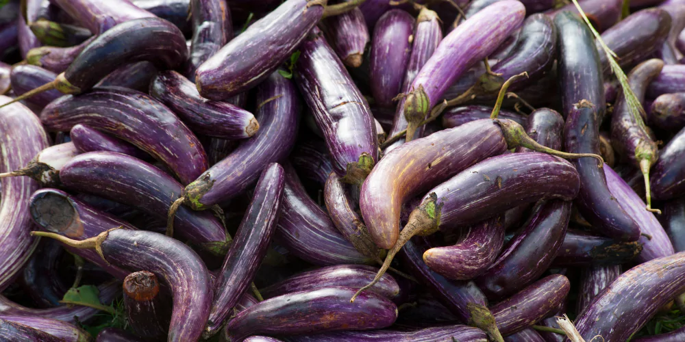 Eggplant4