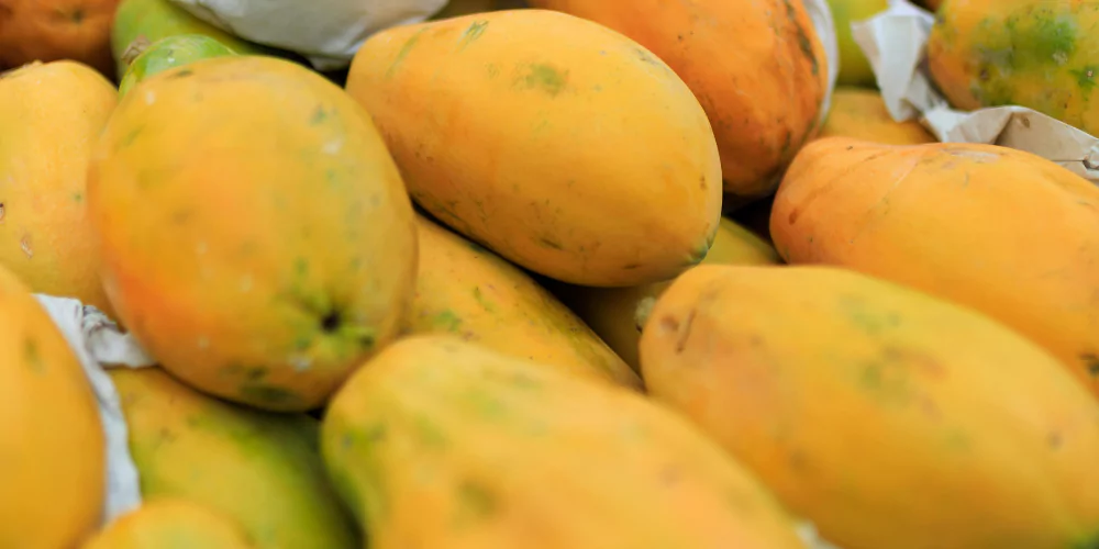 Papaya6