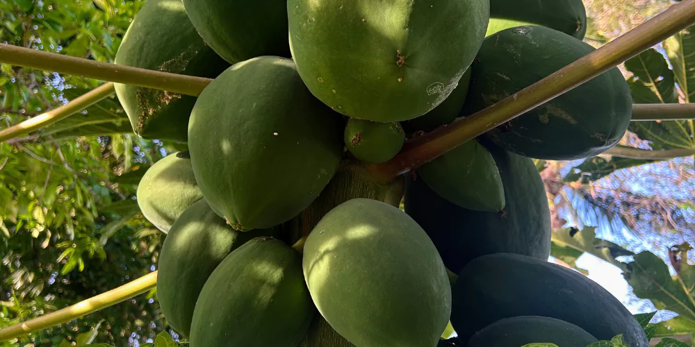Raw papaya1