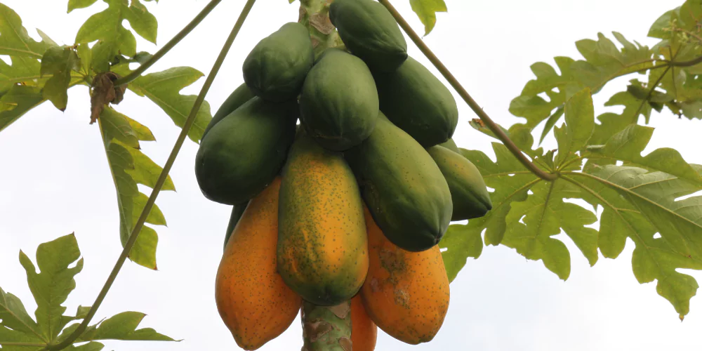 papaya3