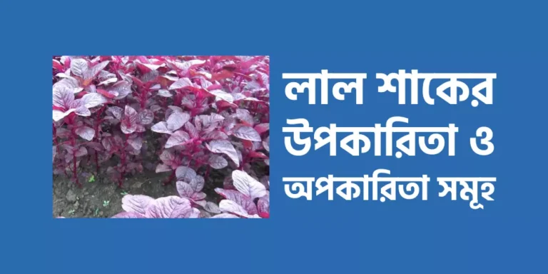 লাল শাকের উপকারিতা ও অপকারিতা সমূহ