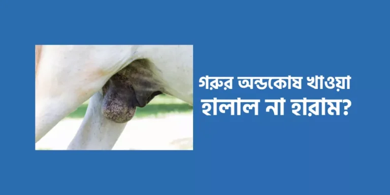 গরুর অন্ডকোষ খাওয়া হালাল না হারাম?