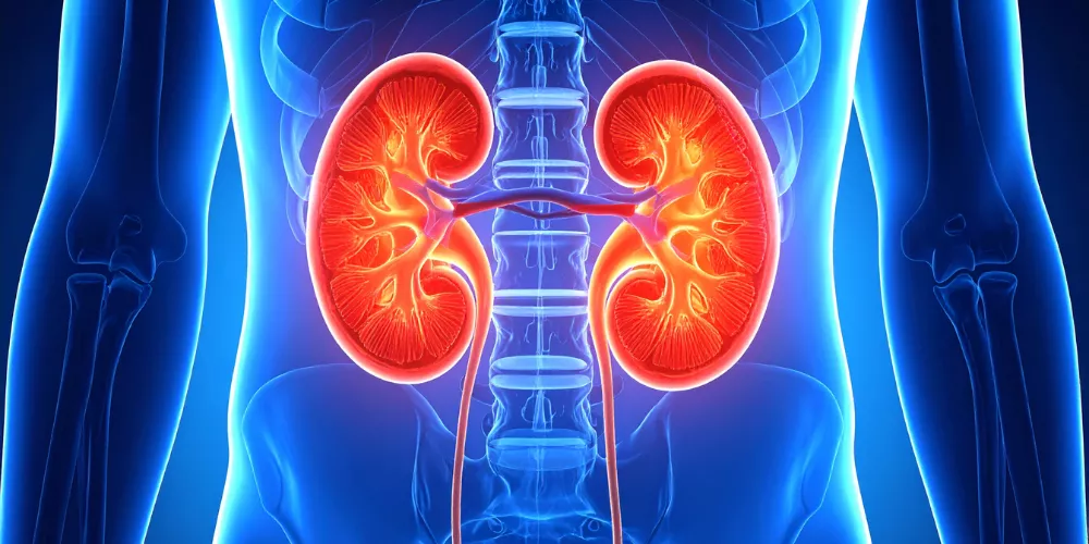 Kidney2