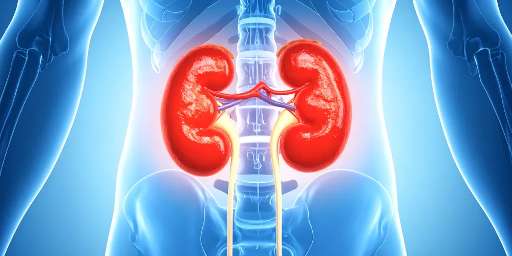 Kidney3